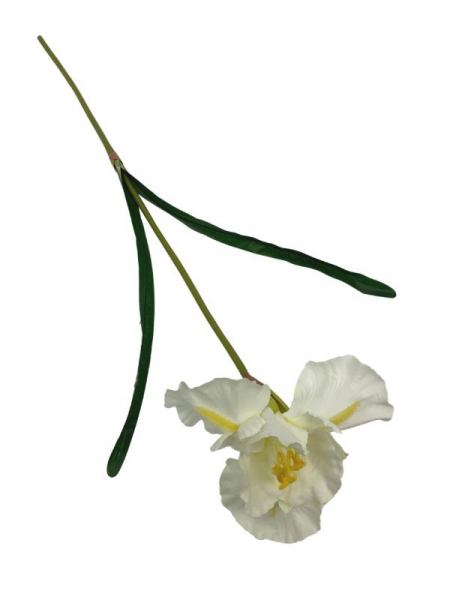 Irys kwiat pojedynczy 70 cm kremowy