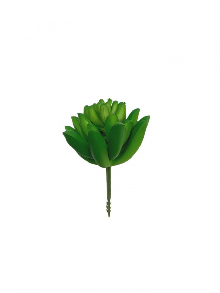 Sukulkent 8 cm zielony