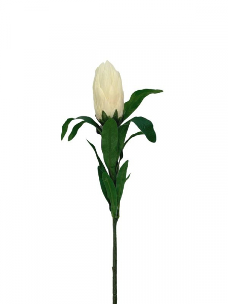 Protea gałązka 70 cm kremowa