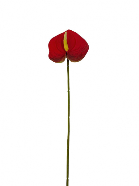 Anturium gałązka 60 cm czerwone