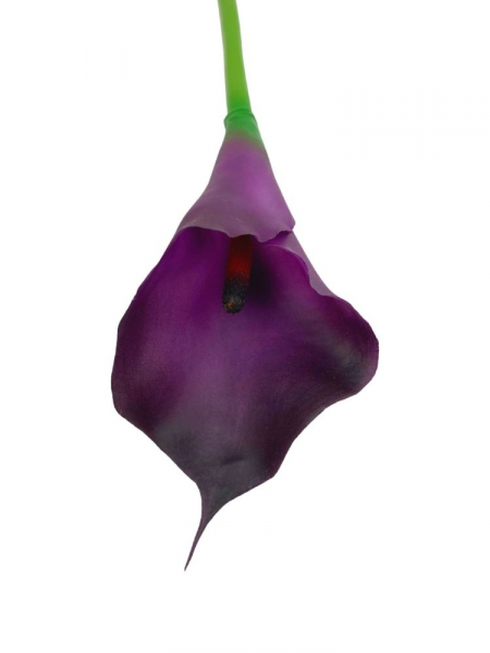 Kalia kwiat pojedynczy 67 cm purpurowa