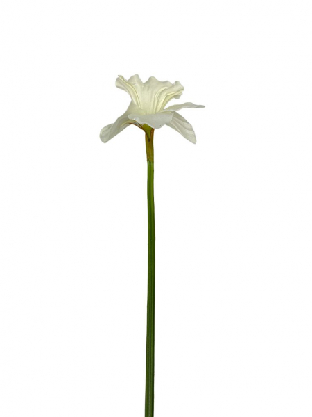 Żonkil kwiat pojedynczy 50 cm kremowy