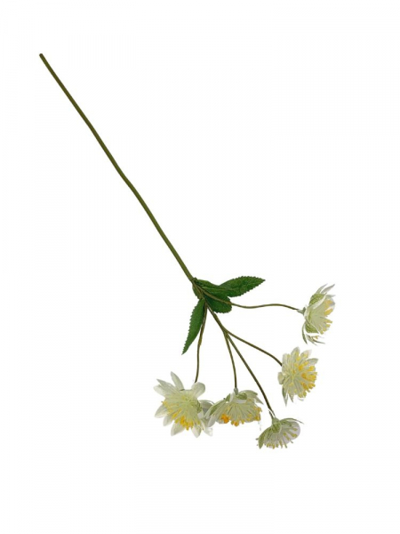 Astrantia (jarzmianka) 42 cm biało zielona