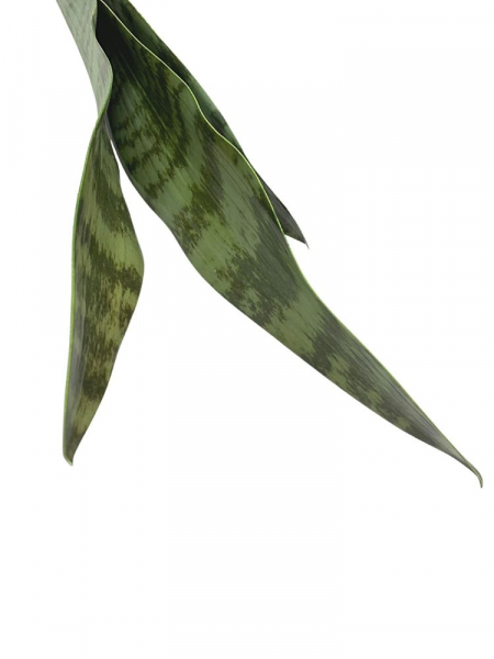 Sansewiera XL 68 cm zielona