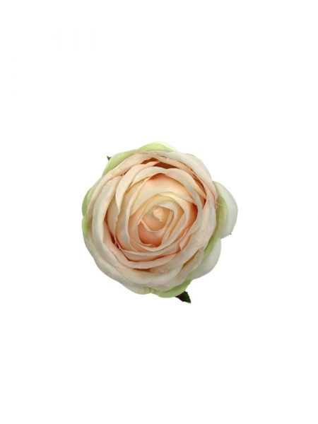 Róża główka 8 cm lekko brzoskwiniowa z jasną zielenią