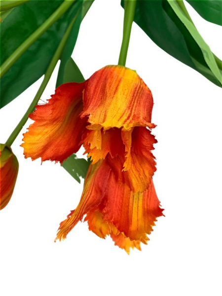 Tulipany strzępiaste bukiet 42 cm pomarańczowe