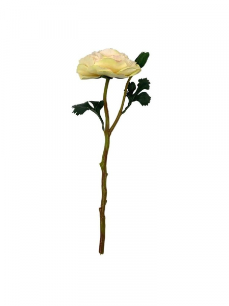 Pełnik kwiat pojedynczy 35 cm jasno brzoskwiniowy