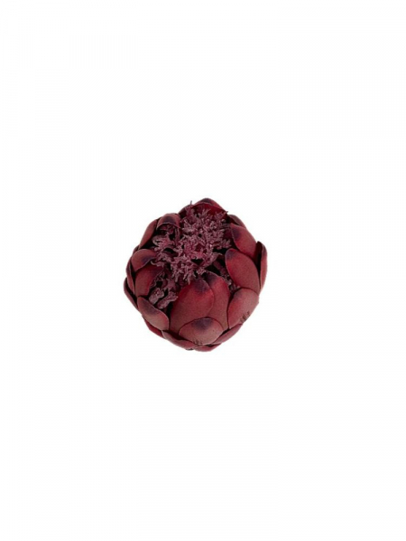 Protea główka 13 cm brudny róż