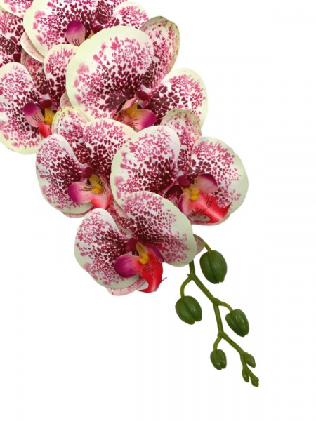 Storczyk kwiat pojedynczy 95 cm biały z ciemno różowymi nakropieniami
