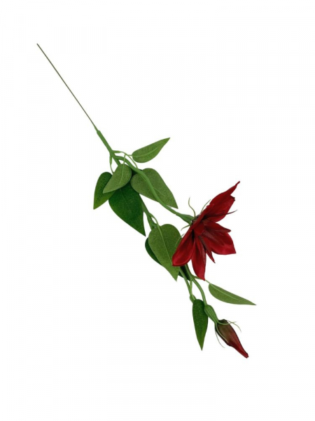 Klematis kwiat pojedynczy 48 cm czerwony