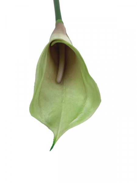 Kalia kwiat pojedynczy 70 cm zielona z brązowym cieninowaniem wewnątrz