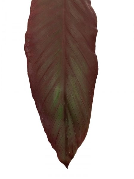 Kordylina liść XL gumowy 85 cm bordowy z zielenią