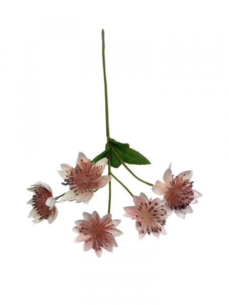 Astrantia (jarzmianka) 42 cm różowa