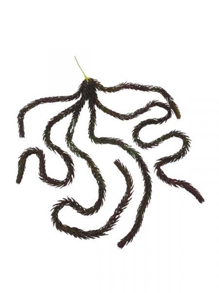 Araukaria sukulent wiszący 77 cm bordowy