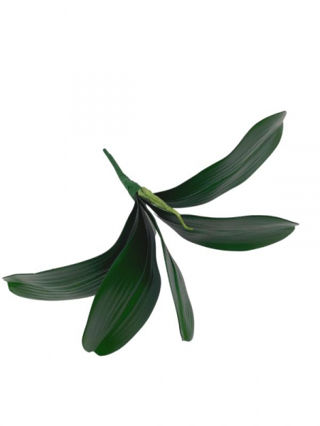 Liść do storczyka 33 cm zielony