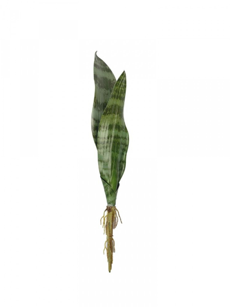 Sansewiera 42 cm zielona