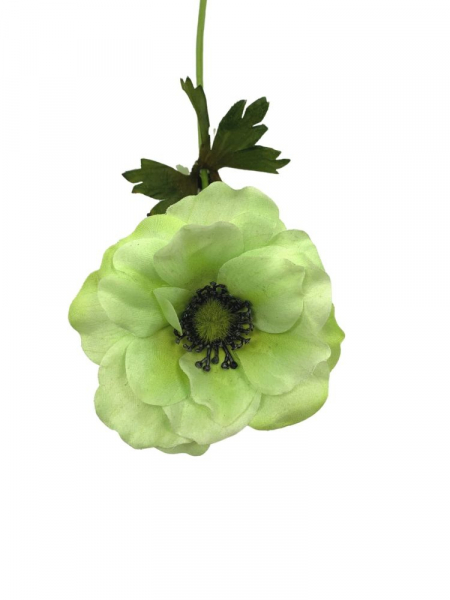 Anemon kwiat pojedynczy 36 cm zielony