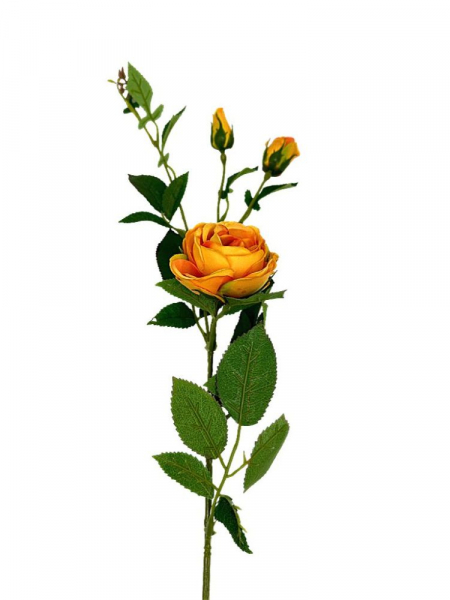 Róża gałązka 70 cm herbaciana