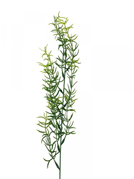 Asparagus pojedynczy gałązka 58 cm zielony