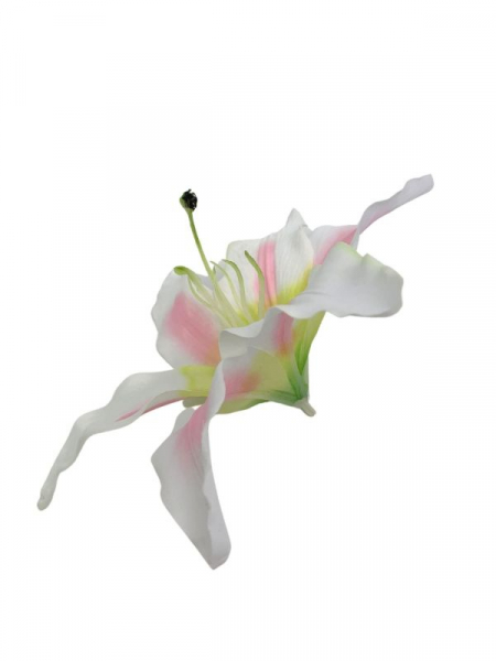 Lilia główka 20 cm kremowo różowa