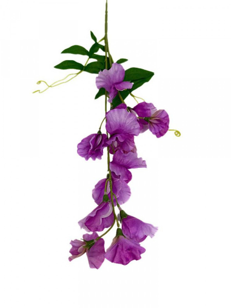 Groszek kwitnący gałązka 60 cm fiolet