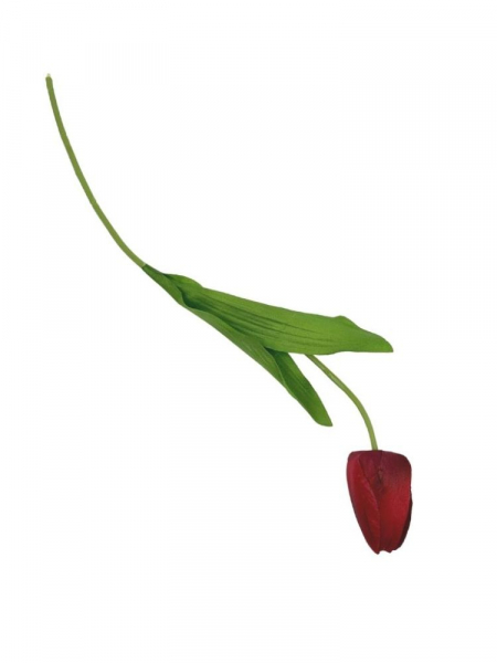 Tulipan kwiat pojedynczy 50 cm czerwony