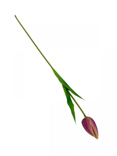 Tulipan kwiat pojedynczy 50 cm fioletowy