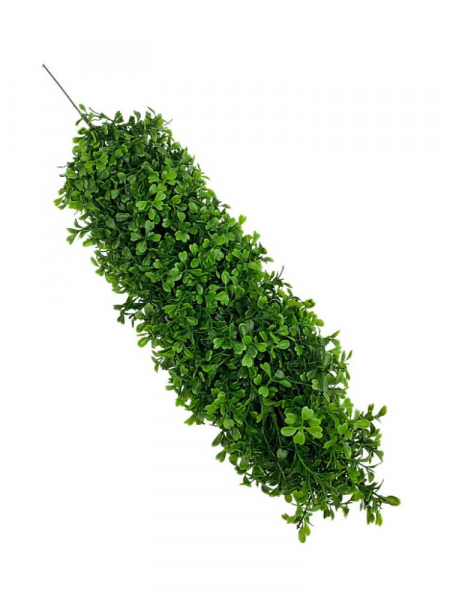 Bukszpan drzewko bukszpanowe 63 cm zielony