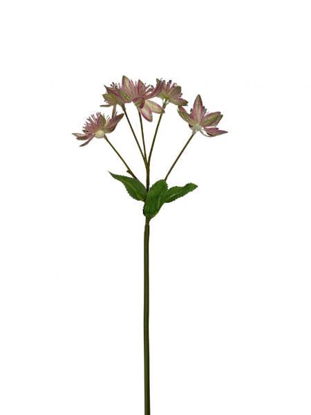 Astrantia (jarzmianka) 42 cm róż z zielonym