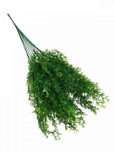 Asparagus 60 cm zielony