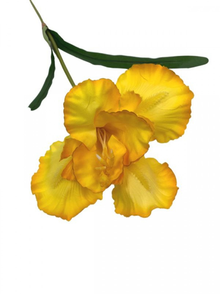Irys kwiat pojedynczy 70 cm żółty