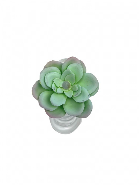 Sukulent 6 cm jasno zielony z jasnym fioletem