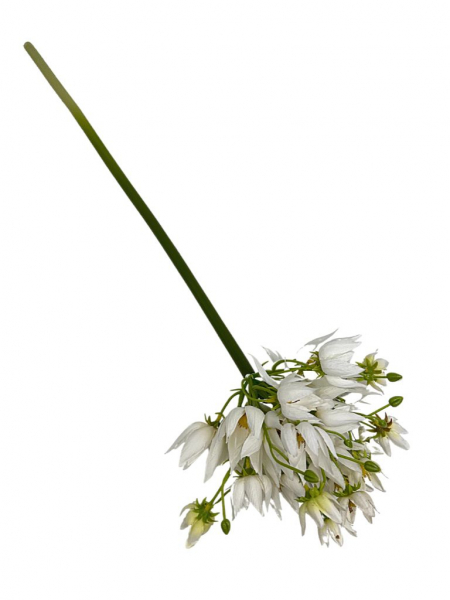 Czosnek kwitnący łodyga 57 cm biały