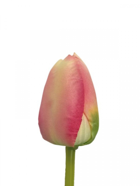 Tulipan kwiat pojedynczy 54 cm kremowo różowy