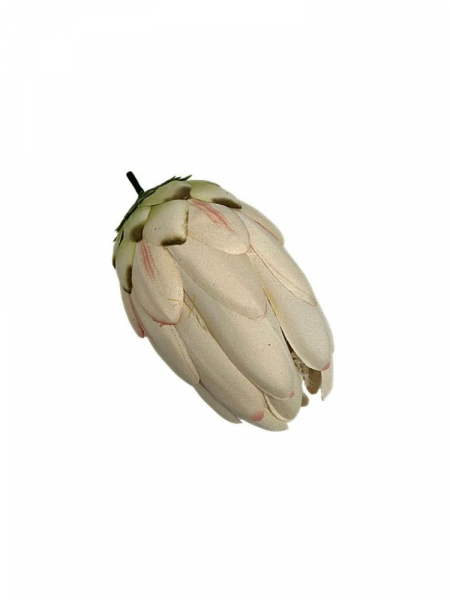 Protea główka 13 cm kremowa z różem