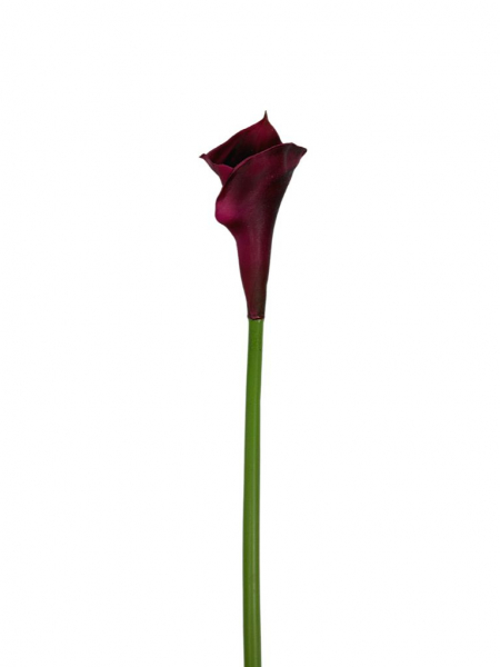 Kalia kwiat pojedynczy 67 cm fuksja z ciemnym brązem