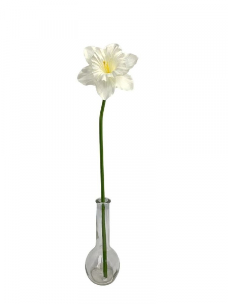 Żonkil kwiat pojedynczy 50 cm biały