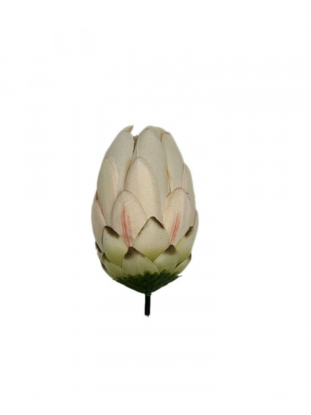 Protea główka 13 cm kremowa z różem