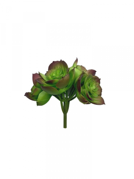 Sukulent 10 cm zielono fioletowy