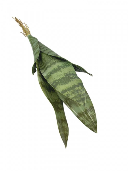 Sansewiera 49 cm zielona
