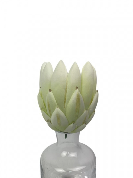 Protea główka 11 cm biała