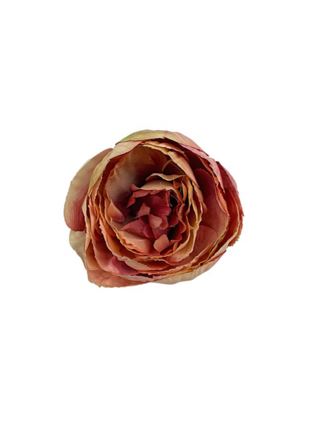 Piwonia główka 8 cm brudny róż z kremem