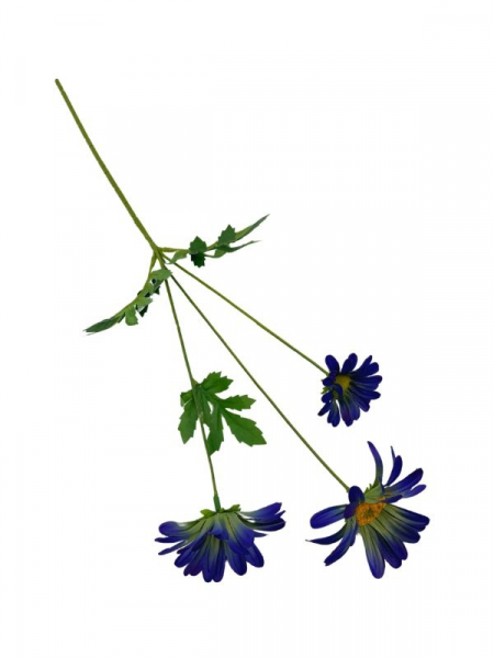 Margaretka kwiat pojedynczy 58 cm ciemno niebieska