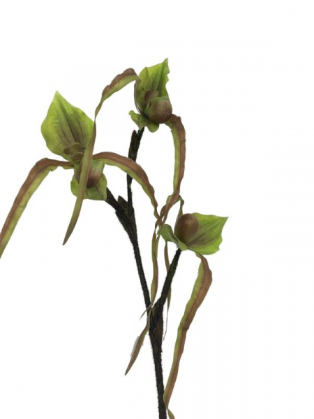Orchidea kwiat pojedynczy 76 cm zielona