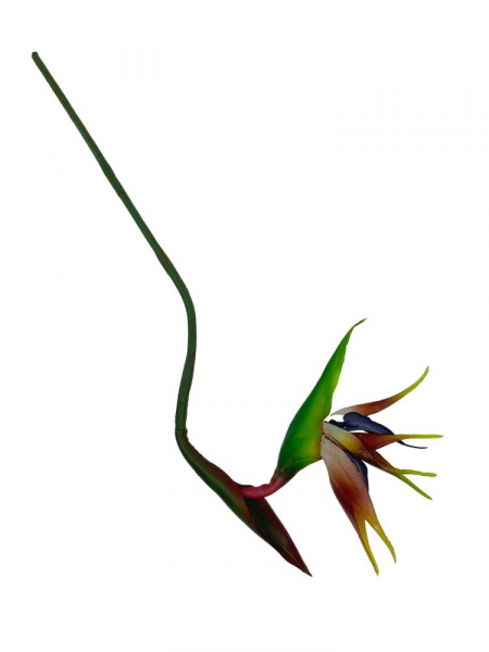 Strelicja (rajski ptak) kwiat pojedynczy 81 cm fiołkowa