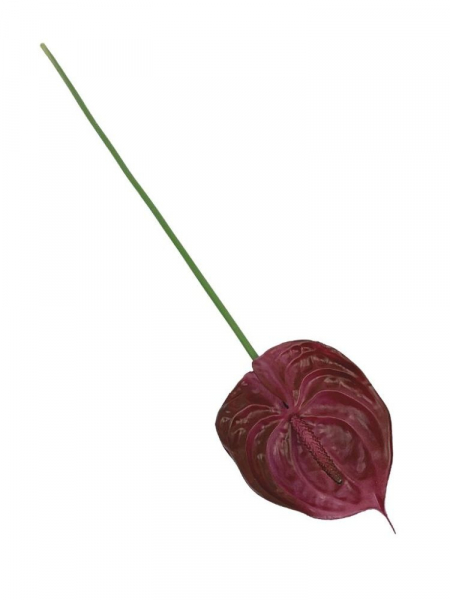 Anturium kwiat pojedynczy silikonowy 70 cm fuksjowe z brązowym cieniowaniem na brzegach