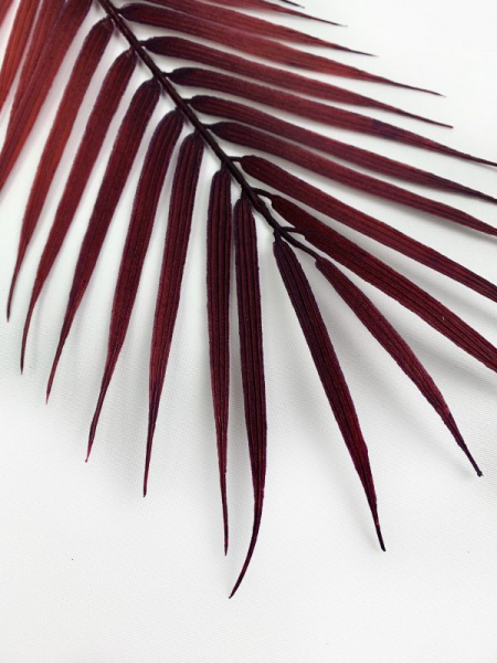 Liść palmy 61 cm bordowy