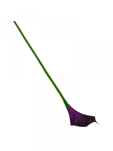 Kalia kwiat pojedynczy 67 cm purpurowa
