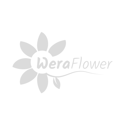 Chryzantema kwiat wyrobowy 14 cm herbaciana