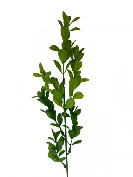 Bukszpan gałązka 45 cm zielony